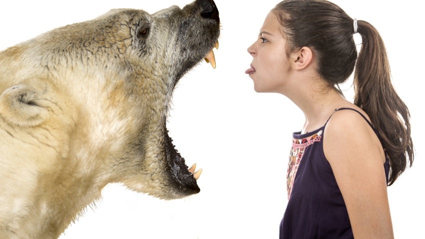 eisbär